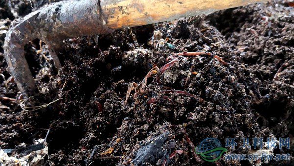 腐殖質(zhì)內(nèi)可以看到一些干垃圾，等蚯蚓吃掉所有腐殖質(zhì)，干垃圾便一覽無余